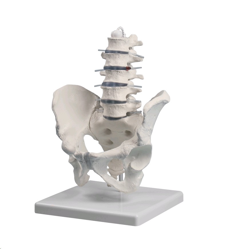 img1059 Spine: Lumbar spine with pelvis