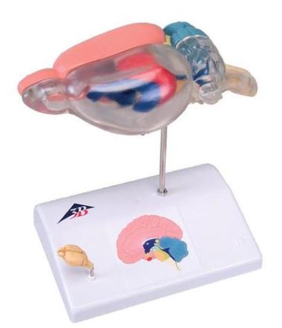 img110 Různé modely obratlovců: Mozek krysy – srovnávací anatomie, 6x zvětšeno