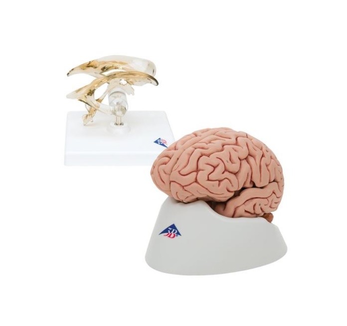 img1342 Mozek: Mozek a mozková komora - sada