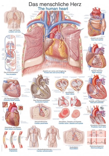 img1380 Charts: CHART THE HUMAN HEART, 70X100CM