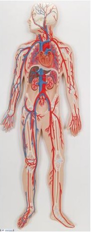 img148 Srdce: Oběhový systém - 3B inteligentní anatomie