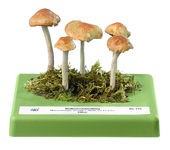 img1563 Models of fungi–natural size: Marasmius oreades