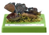 img1587 Models of fungi–natural size: Peziza badia