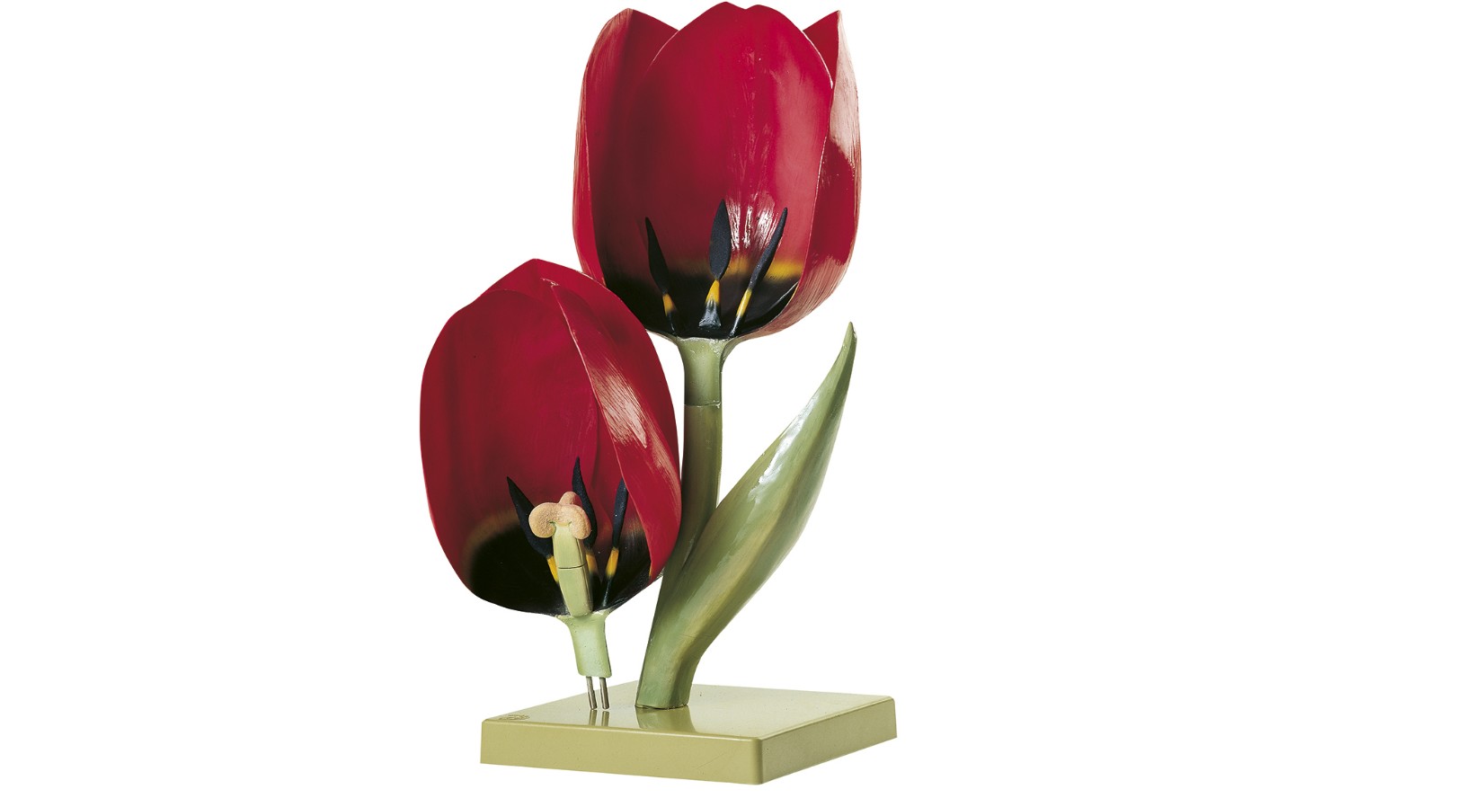 img1673 Jednoklíčnolisté rostliny: Somso Tulipán zahradní