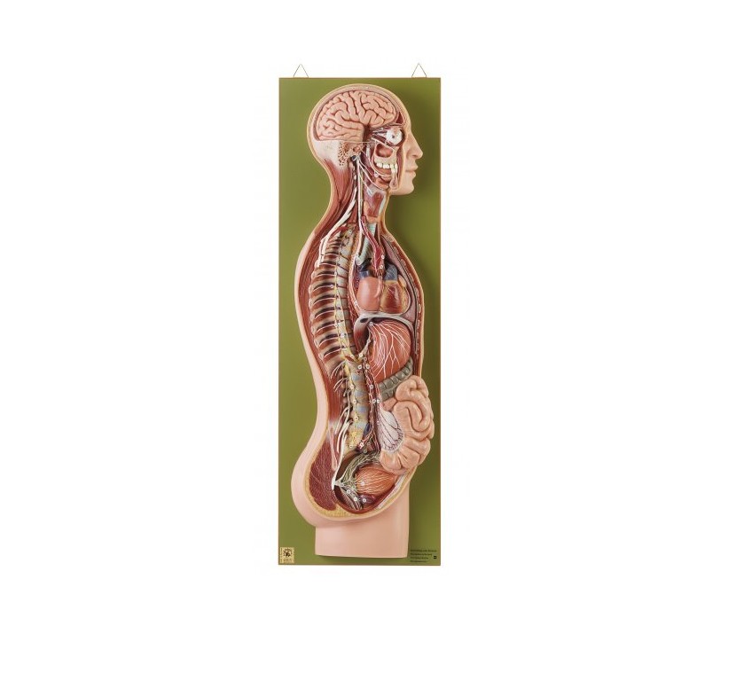 img1785 Mikroanatomie: Somso Model nervového systému