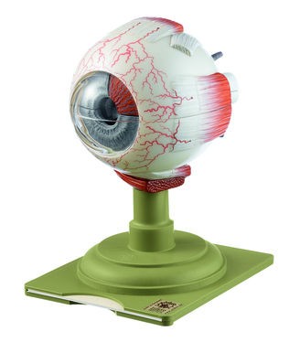 img1858 Oko: Somso Model oka, 4x zvětšeno, 6 dílů