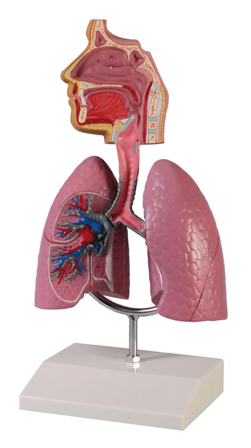 img1939 Plíce: Dýchací systém
