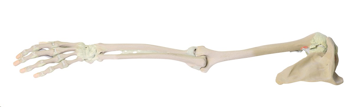 img2201 3D Anatomie: 3D - Vazy horní končetiny