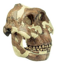 img2626 Lebky a kosti - fosilie: Somso Paranthropus boisei (Australopiték východoafrický)