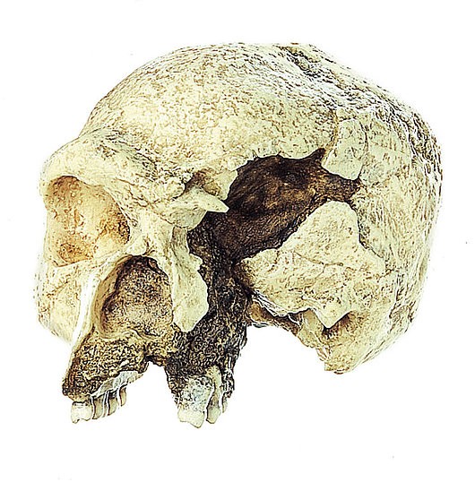 img2627 Lebky a kosti - fosilie: Somso Lebka Homo heidelbergensis