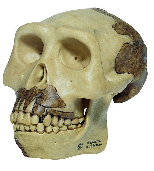 img2628 Lebky a kosti - fosilie: Somso Lebka Homo erectus