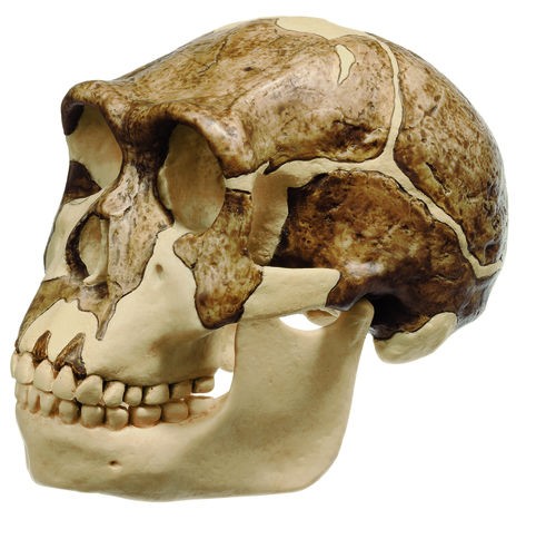 img2629 Lebky a kosti - fosilie: Somso Lebka Homo ergaster (KNM-ER 3733)