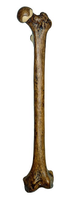 img2630 Lebky a kosti - fosilie: Somso Stehenní kost Homo erectus (Trinil 3)