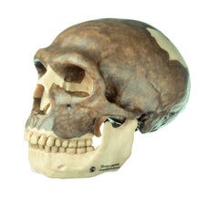 img2632 Lebky a kosti - fosilie: Somso Lebka Homo neanderthalensis 