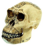 img2633 Lebky a kosti - fosilie: Somso Lebka Homo habilis (OH 24)