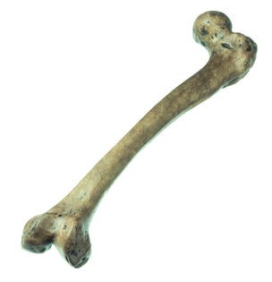 img2634 Lebky a kosti - fosilie: Somso Stehenní kost Homo neanderthalensis
