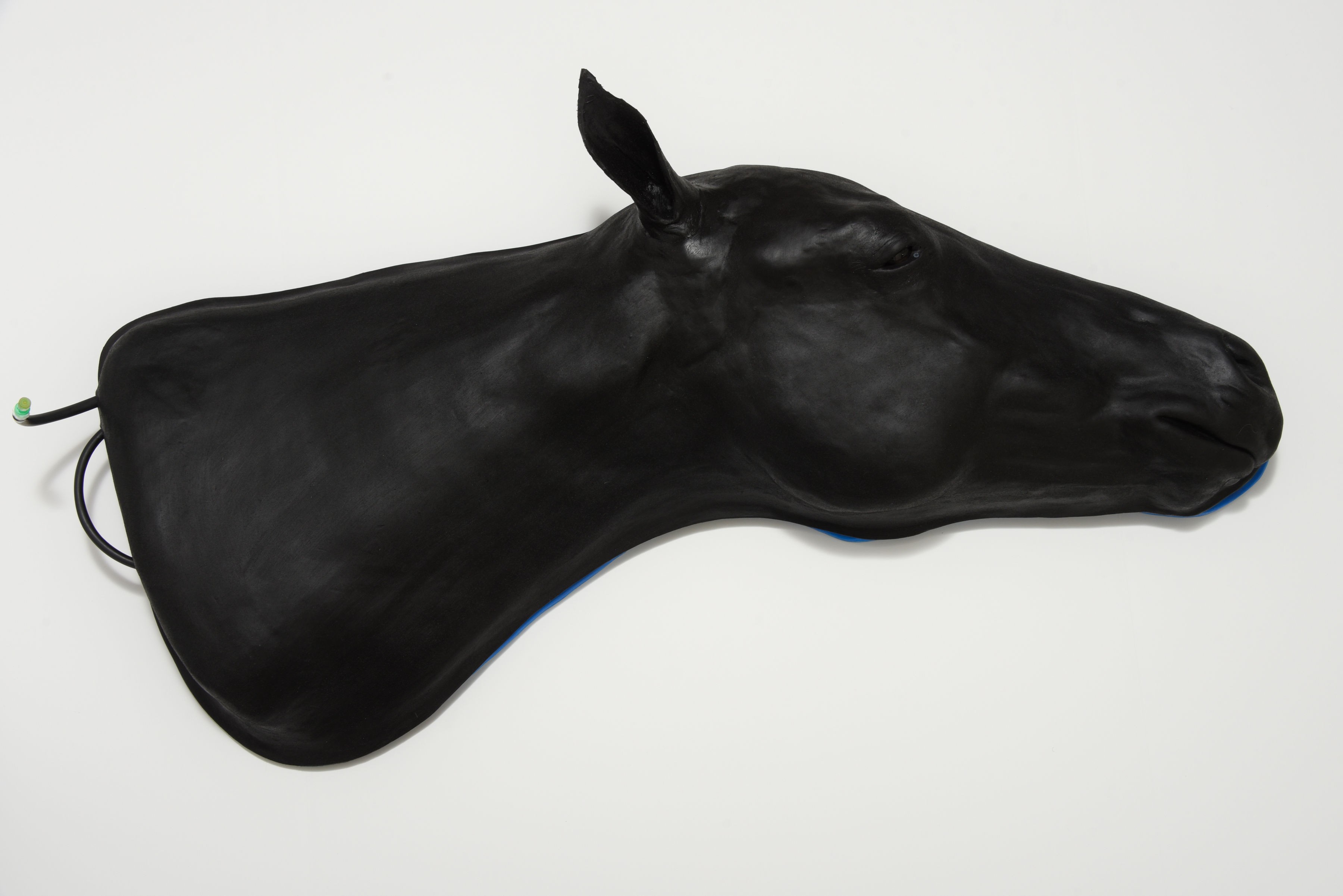 img2660 Kůň: Simulátor koňské hlavy
