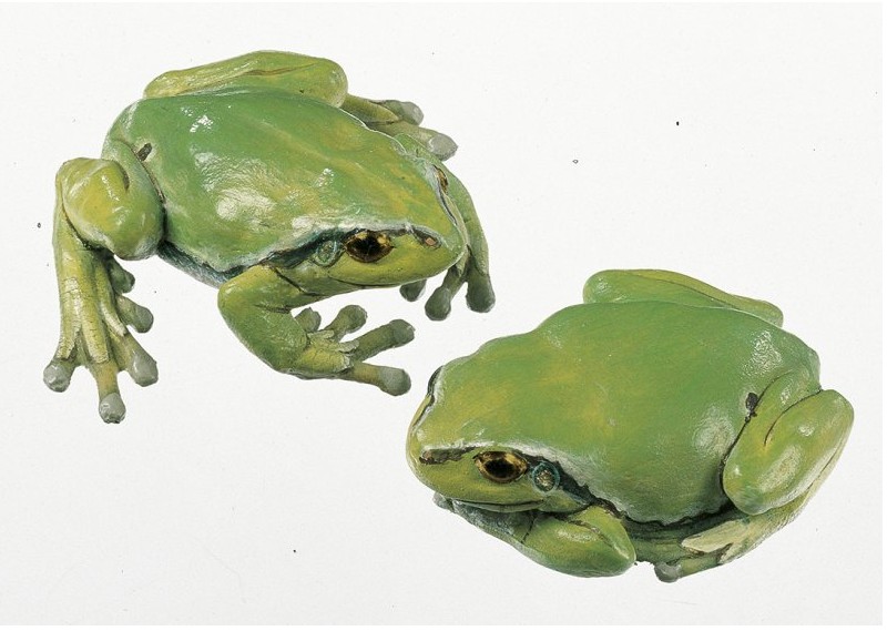 img2882 Stromové žáby: Somso  Rosnička zelená, samička (2 modely)