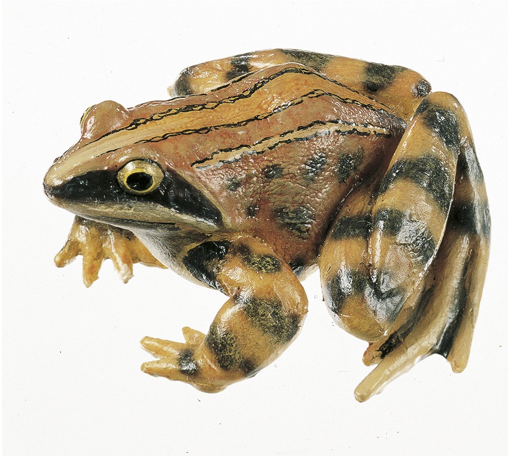 img2886 Frogs: Moor Frog