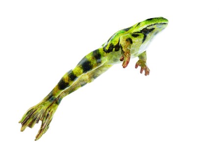 img2892 Žáby: Somso Skokan zelený skákající, sameček