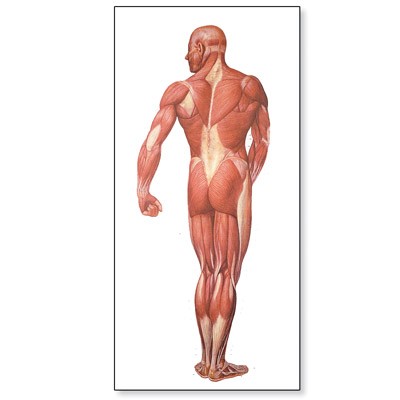 img295 Obrazy: Obraz - svaly,zadní pohl.84x200cm,s lištam