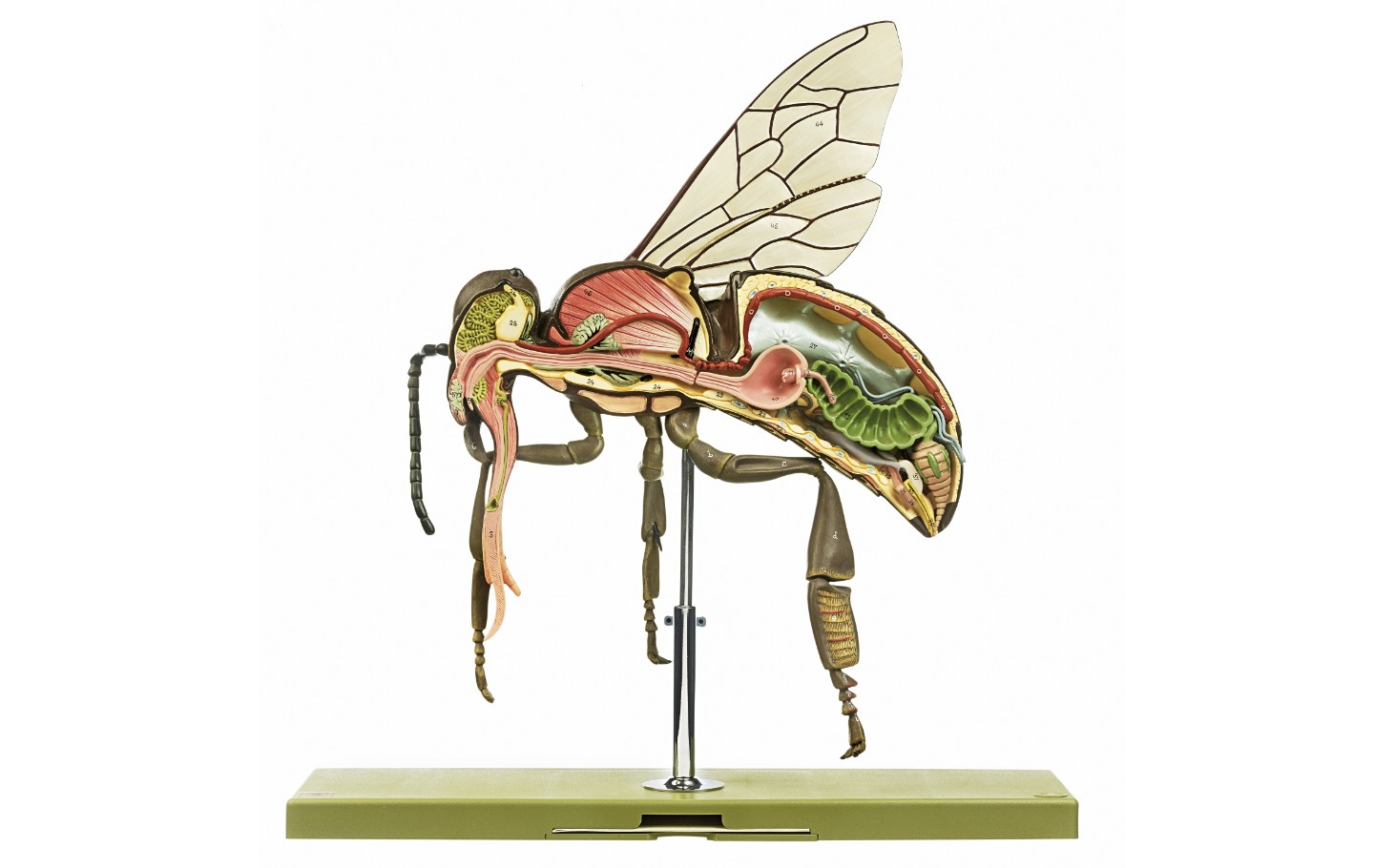 img2965 Hmyz létající: Somso Model včely dělnice