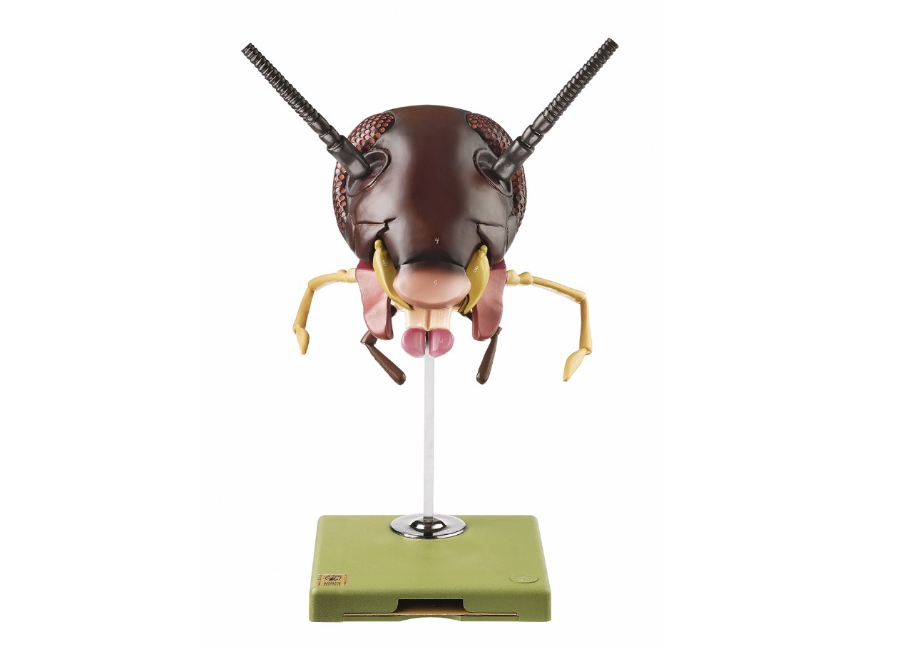 img2976 Hmyz lezoucí: Somso Model hlavy švába