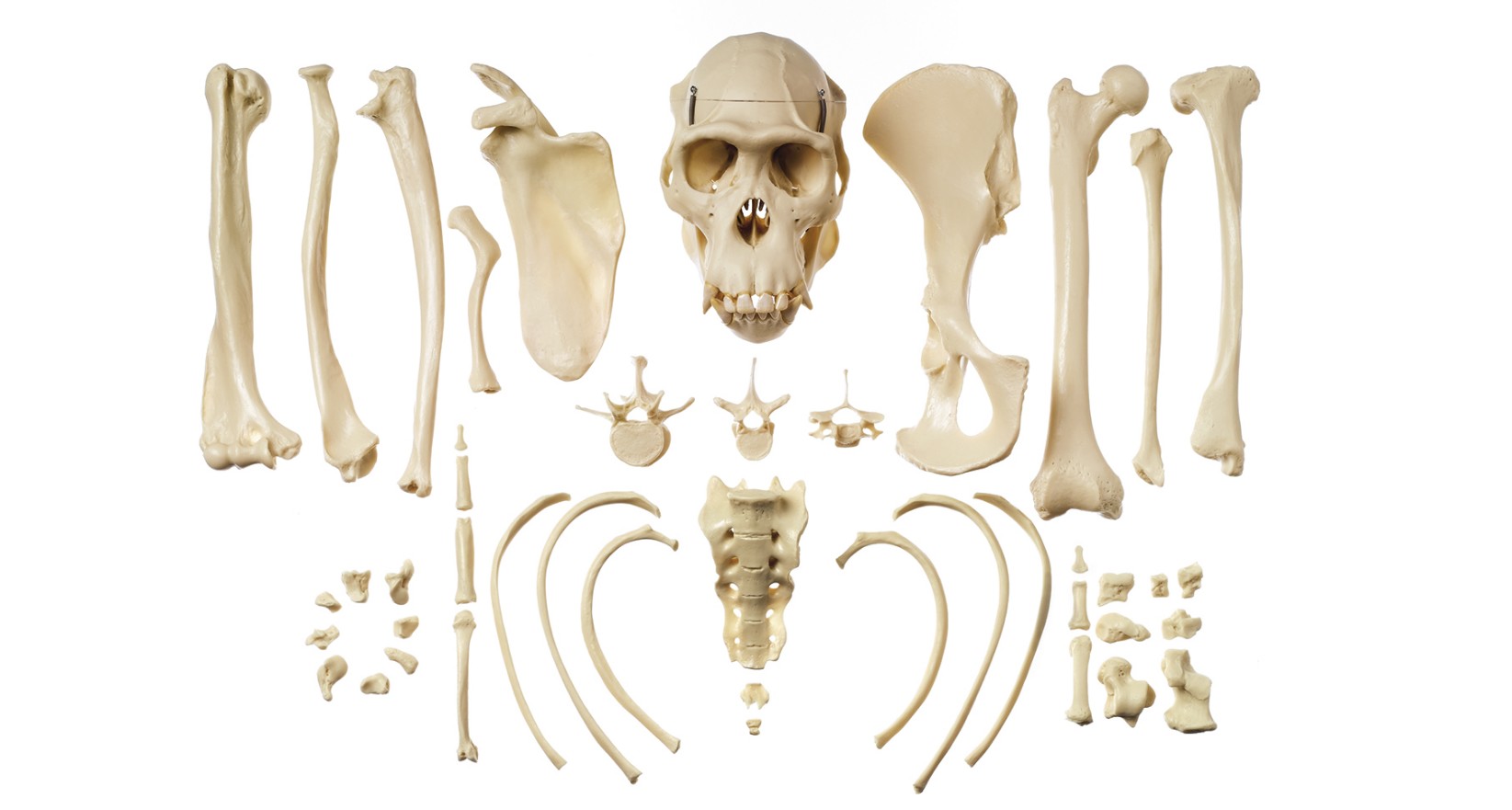 img2999 Šimpanz: Somso  Sada typických kostí šimpanze
