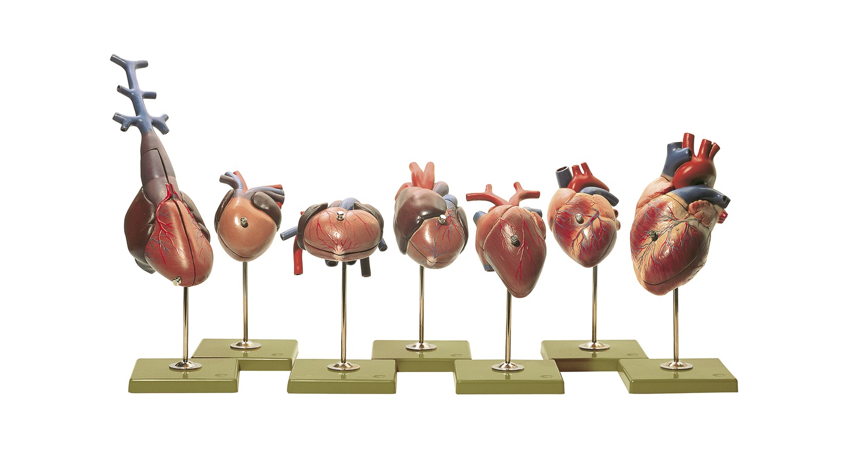 img3008 Modely srdce obratlovců: Somso Modely srdce obratlovců, 7 ks