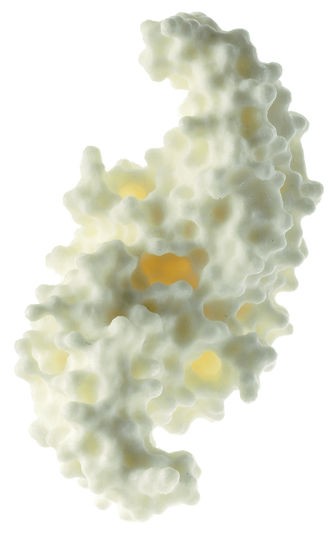 img3013 Buněčná biologie: Somso Proteinový model (lidský kostní morfogenetický protein BMP-2)