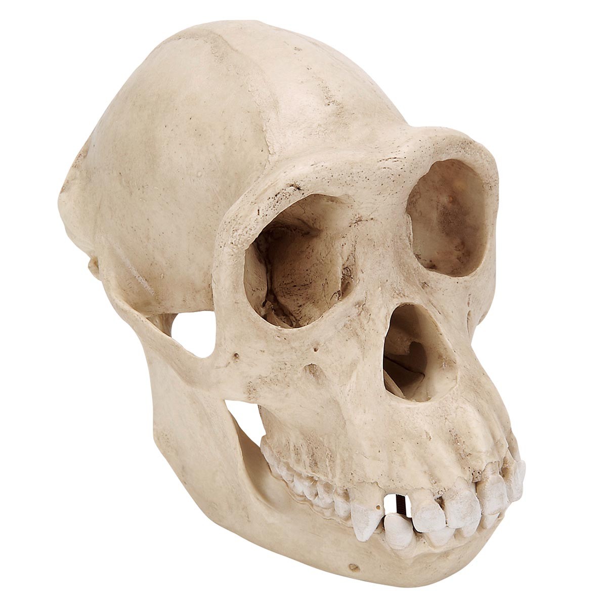 img310 Kostry, lebky: Biologická antropologie - lebka šimpanze (Pan troglodytes), samice, replika