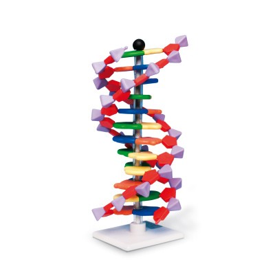 img536 DNA: Model DNA s dvojitou šroubovicí, 12 segmentů, sada miniDNA®