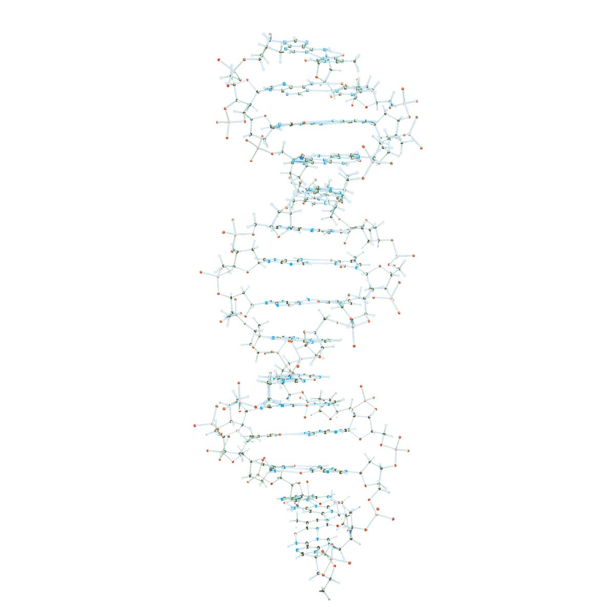 img538 DNA: Model DNA