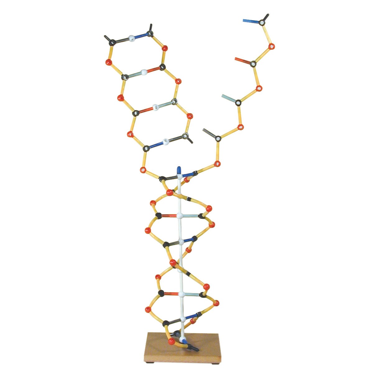 img539 DNA: DNA - RNA