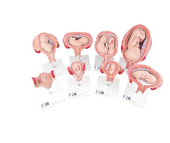 img694 Těhotenství/anatomické modely: Těhotenství-serie 8 modelů - 3B Smart Anatomy