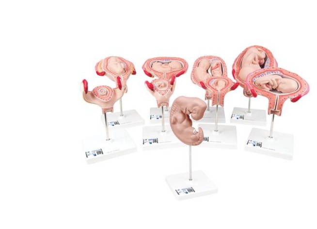 img695 Těhotenství/anatomické modely: Luxusní sada těhotenství 9 individuálních modelů embryí a plodů – 3B Smart Anatomy
