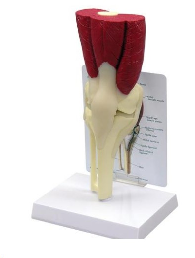 img728 Svaly, svalová postava: Model kolena se svaly
