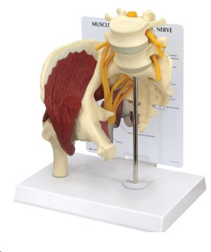 img733 Svaly, svalová postava: Kyčelní kloub se svaly a sedacím nervem