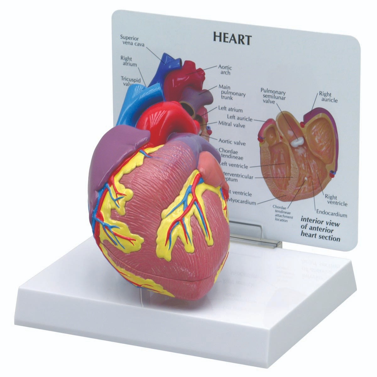 img757 Srdce: Model srdce