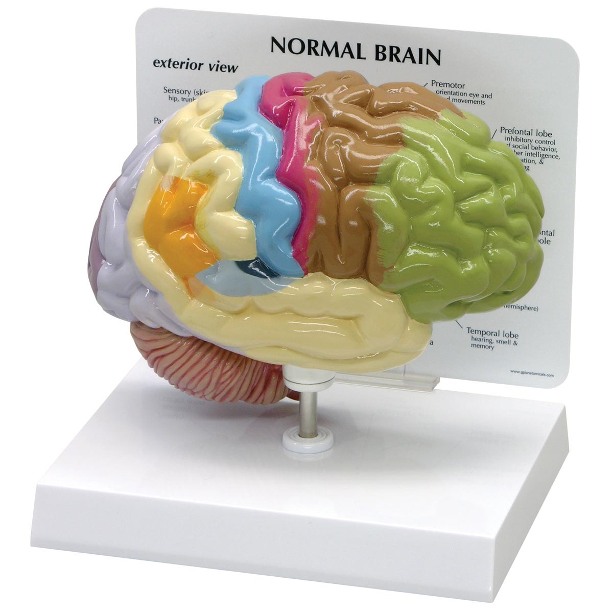 img770 Mozek: Model poloviny mozku