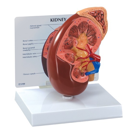 img775 Urologie: Model ledviny