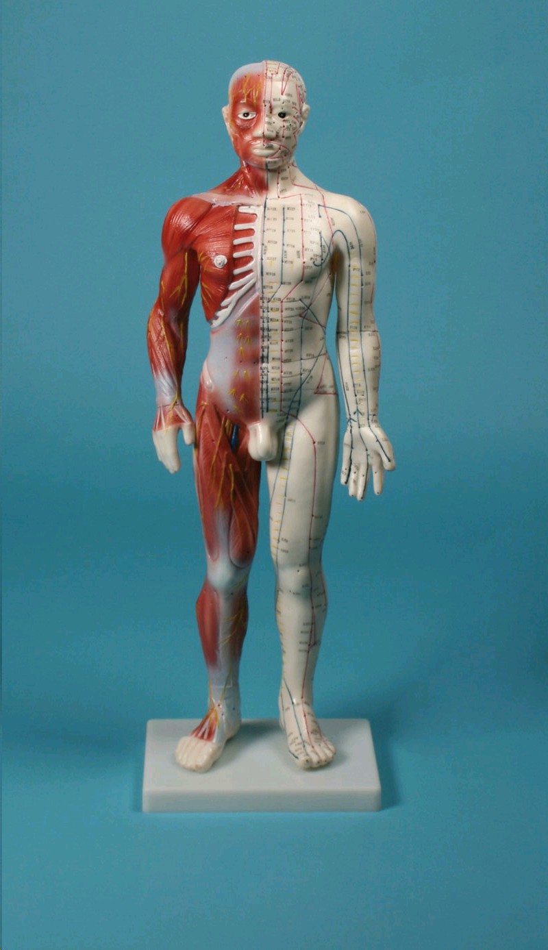 img912 Akupunktura: Čínská akupunktura - figurka, muž, 60 cm