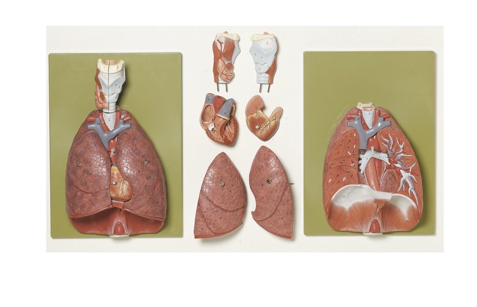 img1013 image img1013 Lungs: Lungs with Heart, Diaphragm and Larynx