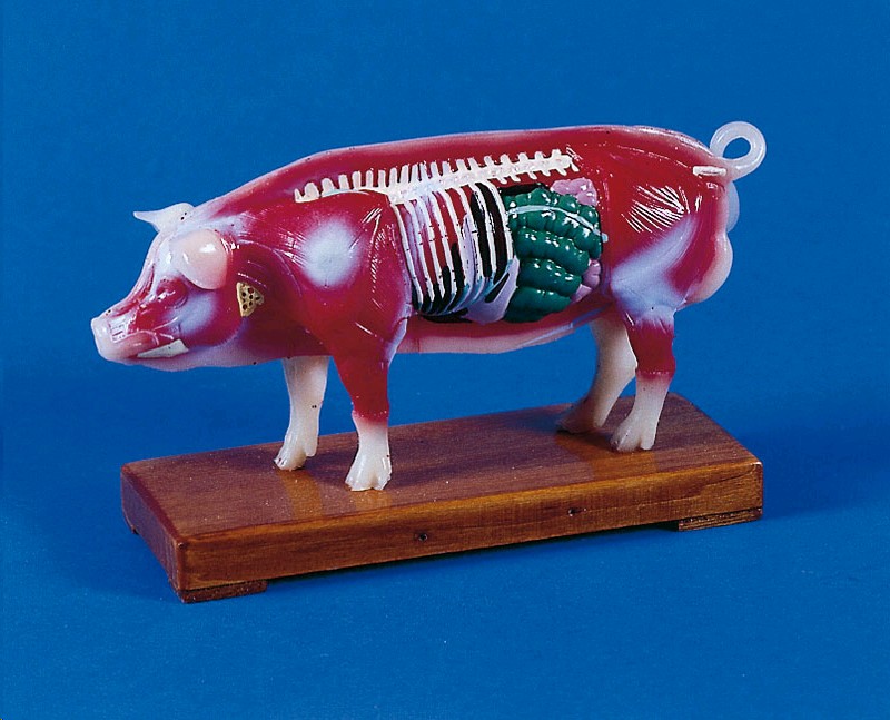 img1365 image img1365 Acupuncture: Acupuncture pig