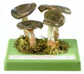 img1385 image img1385 Modely hub-skutečná velikost: Somso Ryzec libovonný