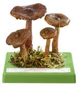 img1388 image img1388 Modely hub-skutečná velikost: Somso Čirůvka kravská