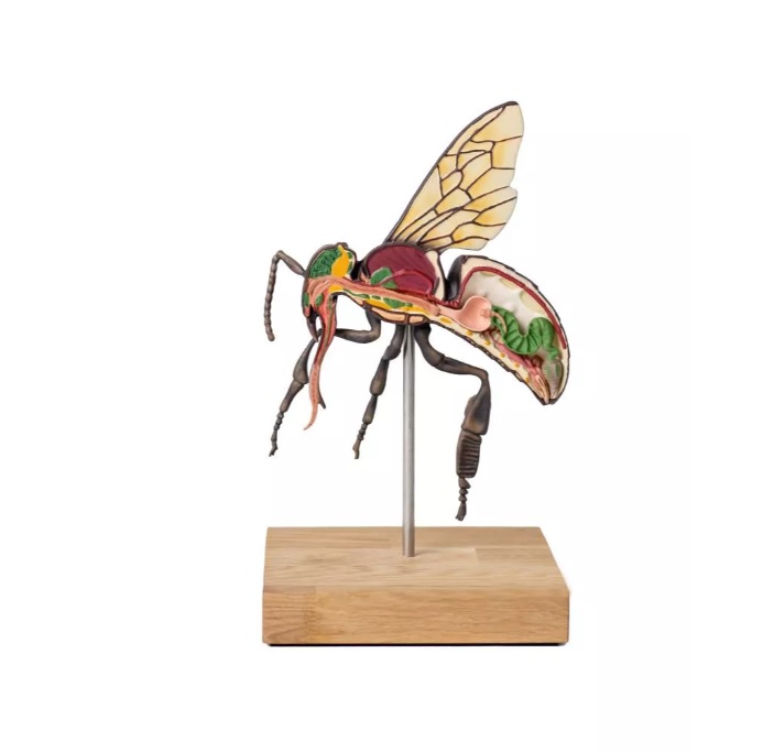 img1961 image img1961 Flying insects: Model of the Worker Bee, 25x enlarged, 3 parts (A. mellisica)