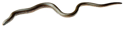 img2779 image img2779 Slow Worm: Slow Worm, female