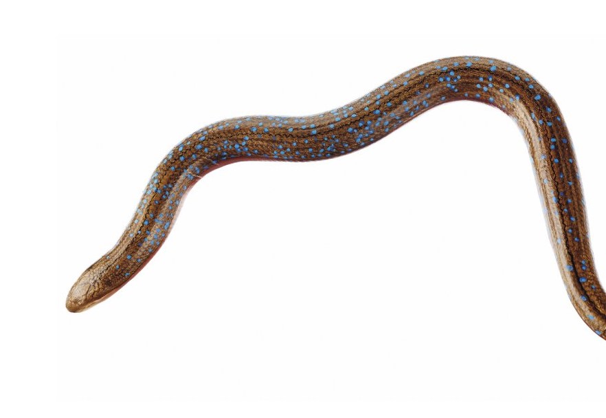 img2780 image img2780 Slow Worm: Slow Worm, female