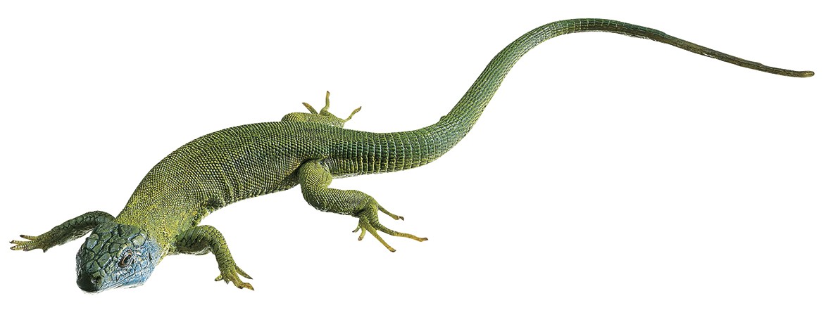 img2786 image img2786 Green Lizard: Lacerta viridis
